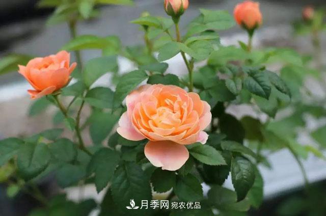 耐看的10種月季推薦：非常養眼，你養過(guò)幾種(圖1)
