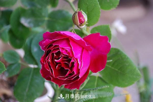 耐看的10種月季推薦：非常養眼，你養過(guò)幾種(圖5)