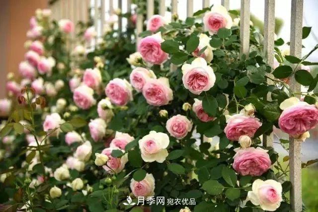 耐看的10種月季推薦：非常養眼，你養過(guò)幾種(圖2)