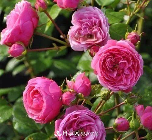 耐看的10種月季推薦：非常養眼，你養過(guò)幾種(圖6)
