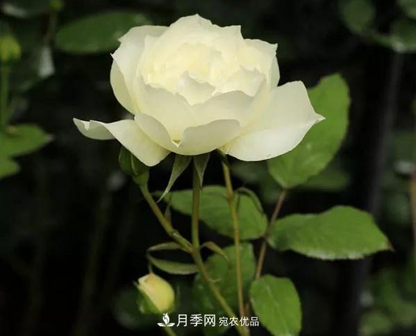耐看的10種月季推薦：非常養眼，你養過(guò)幾種(圖10)