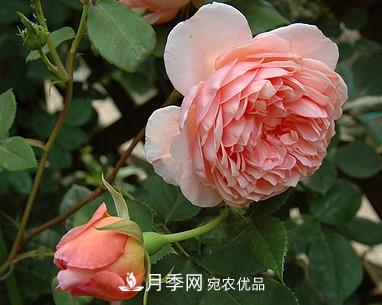 耐看的10種月季推薦：非常養眼，你養過(guò)幾種(圖8)