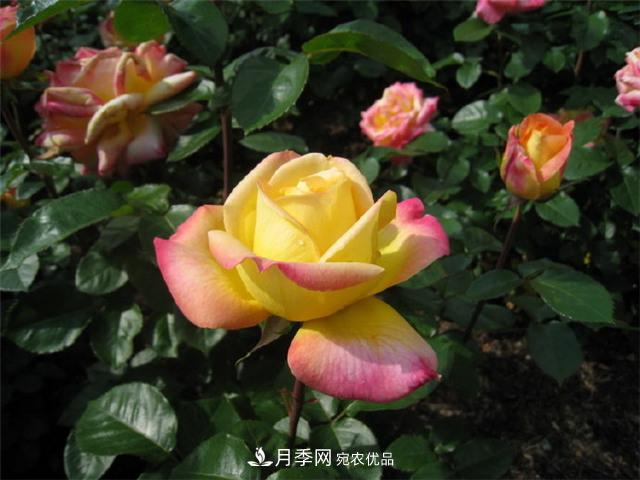 月季花友常見(jiàn)的6個(gè)&quot;毛病&quot;，你有幾個(gè)？(圖1)