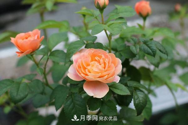 大花月季、豐花月季、微型月季知識介紹(圖3)