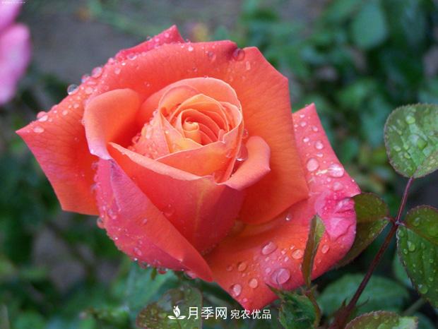 月季養花澆水的六個(gè)方法，七大禁忌！(圖1)