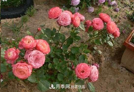 月季地栽這么做，長(cháng)的比別人家的快10倍(圖1)