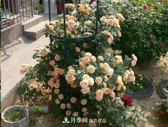 月季地栽這么做，長(cháng)的比別人家的快10倍(圖2)
