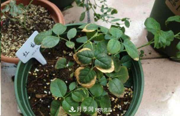月季換盆后葉子黃了怎么回事？施肥辦法詳解在此(圖1)