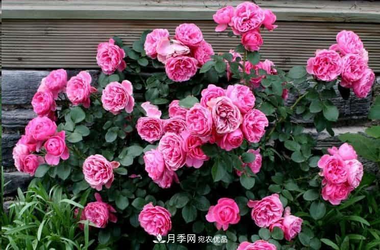 養了2年的藤本月季不開(kāi)花有三個(gè)原因，南方花友如何解決？(圖1)
