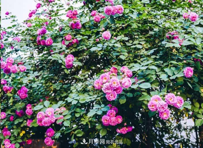 養了2年的藤本月季不開(kāi)花有三個(gè)原因，南方花友如何解決？(圖2)