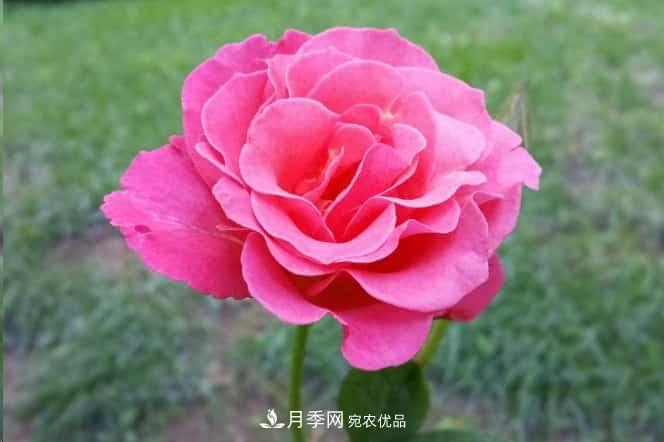 月季花苞一直打不開(kāi)，5個(gè)原因在這！(圖2)