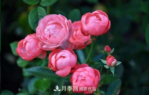 月季花苞一直打不開(kāi)，5個(gè)原因在這！(圖1)