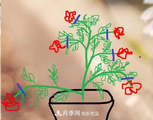 藤本月季小苗修剪方法，花友學(xué)會(huì )了嗎！(圖3)