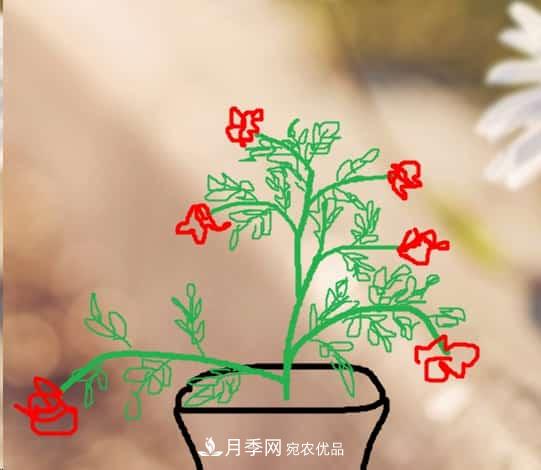 藤本月季小苗修剪方法，花友學(xué)會(huì )了嗎！(圖1)