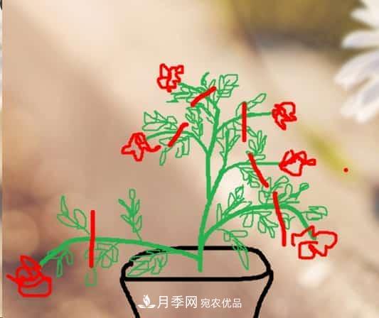 藤本月季小苗修剪方法，花友學(xué)會(huì )了嗎！(圖2)