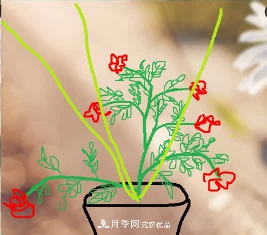 藤本月季小苗修剪方法，花友學(xué)會(huì )了嗎！(圖4)