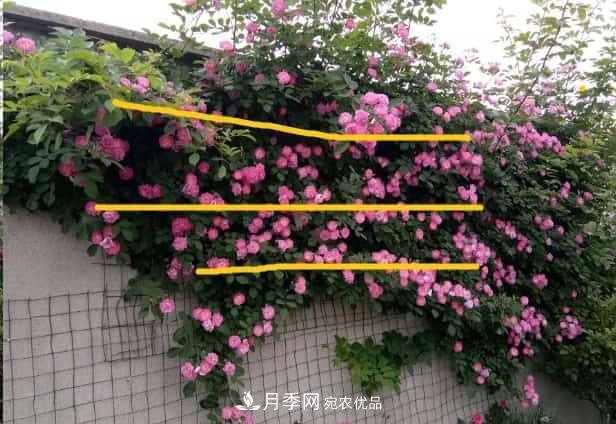 藤本月季牽引技巧！輕松打造月季花墻(圖3)