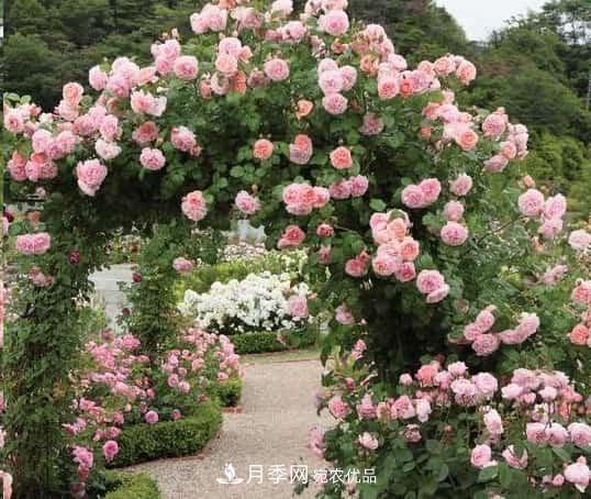藤本月季牽引技巧！輕松打造月季花墻(圖2)