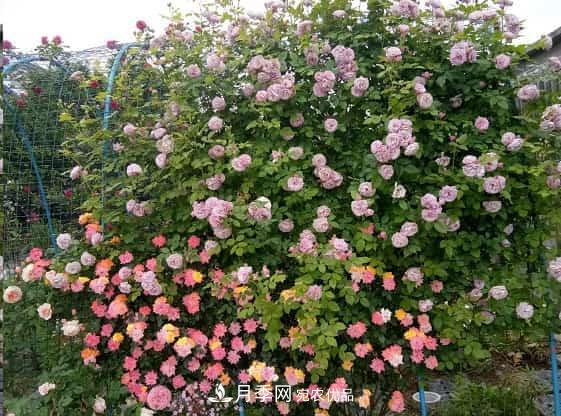 藤本月季牽引技巧！輕松打造月季花墻(圖1)