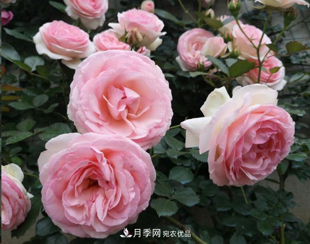 月季入秋養護做到這3點(diǎn)，開(kāi)花大又多！(圖1)
