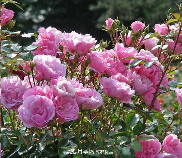 移栽地栽月季花的養殖方法(圖1)