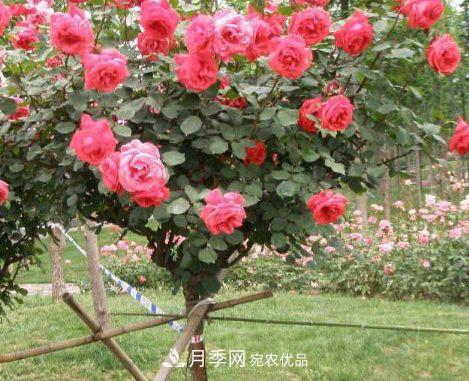 月季花很漂亮，但選購的時(shí)候認準這7個(gè)方法(圖3)