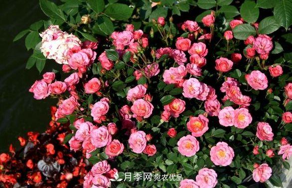 月季花很漂亮，但選購的時(shí)候認準這7個(gè)方法(圖2)