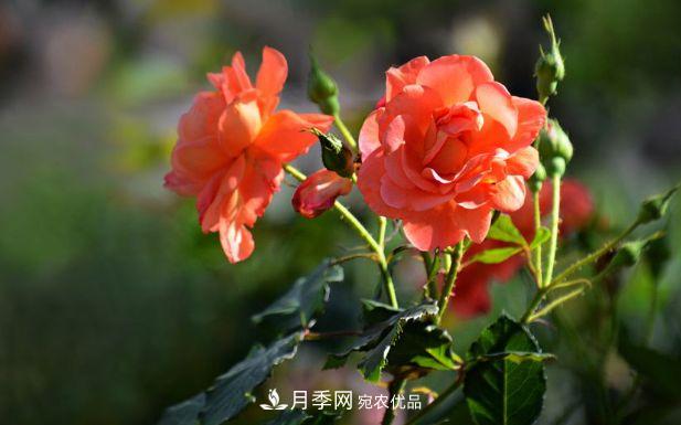 月季花很漂亮，但選購的時(shí)候認準這7個(gè)方法(圖1)