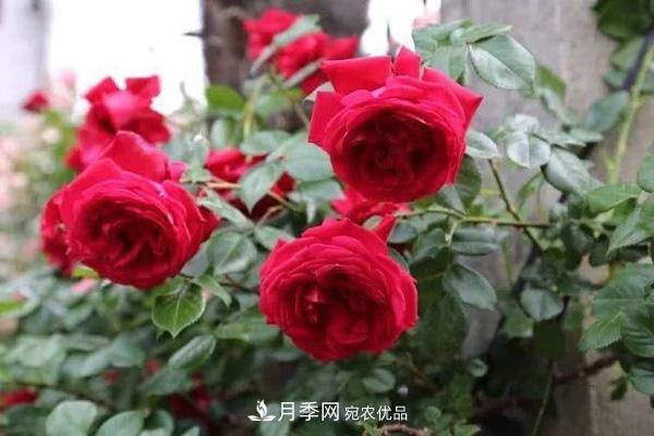 玫瑰國度的天使，冬天養月季選它，完美月季花，勤花多花更漂亮(圖2)