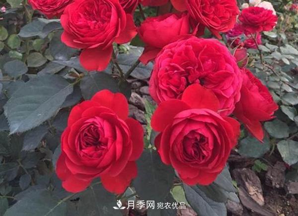 玫瑰國度的天使，冬天養月季選它，完美月季花，勤花多花更漂亮(圖3)