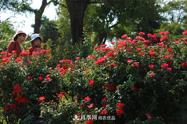 北京植物園10萬(wàn)株月季迎花期(圖1)