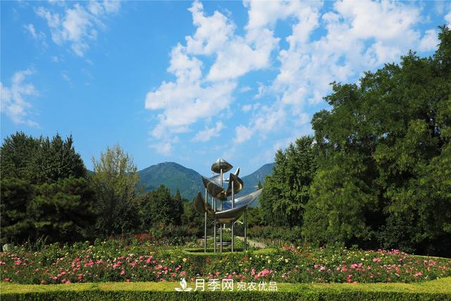 北京植物園10萬(wàn)株月季迎花期(圖2)