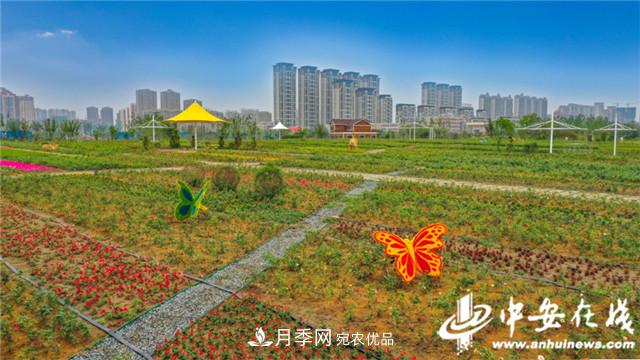 探訪(fǎng)第十屆中國月季展覽會(huì ) 2000多種月季花月底綻放(圖1)