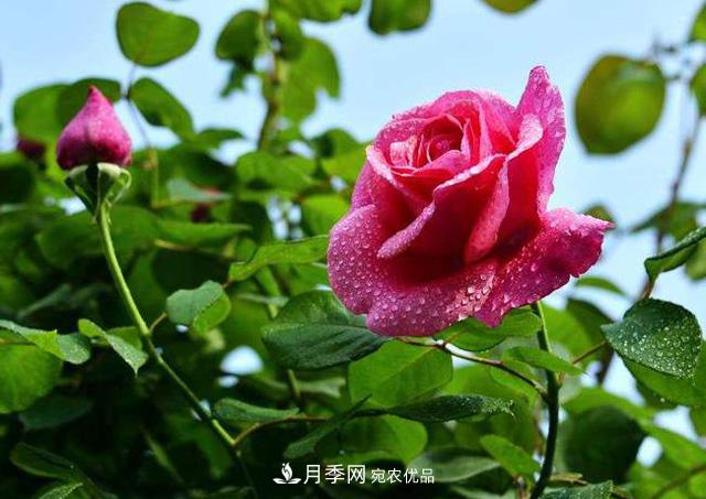 月季冬天養護有哪些注意事項(圖1)