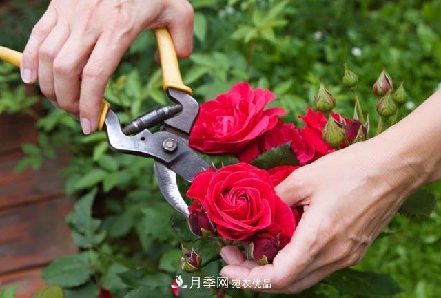南陽(yáng)月季整枝修剪技術(shù)要點(diǎn)是什么？(圖1)
