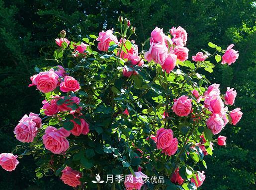 南陽(yáng)月季批發(fā)基地冬季抽條應該怎么做？(圖1)