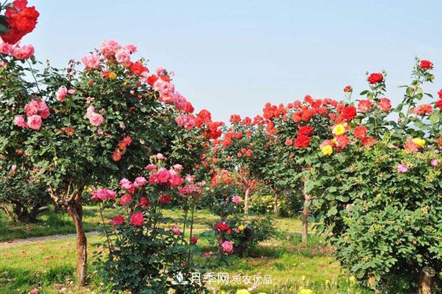 月季開(kāi)花后修剪注意事項有哪些？(圖1)