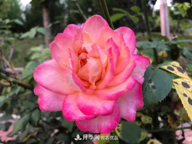 深秋月季姹紫紅 詩(shī)意齊魯芬芳景(圖3)