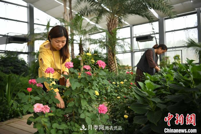 105萬(wàn)株月季 安徽阜陽(yáng)靜待游客(圖1)