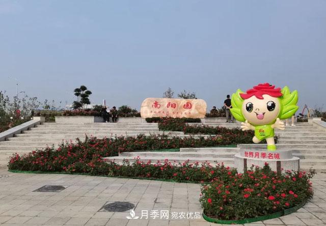 第十屆中國月季展覽會(huì )，南陽(yáng)園和鄭州園亮相(圖2)