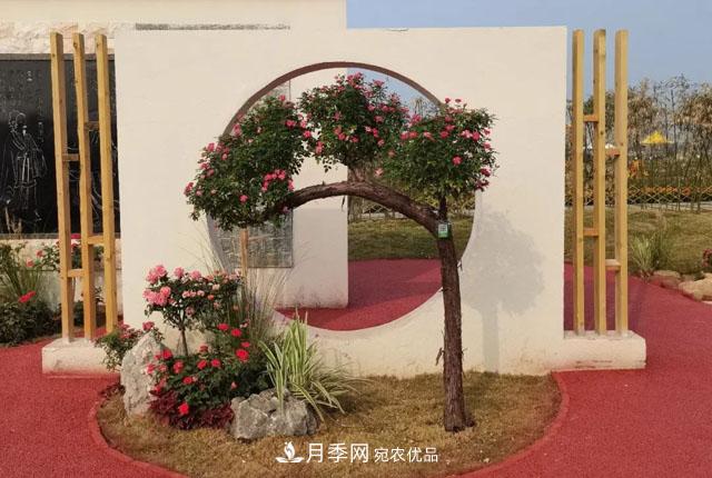 第十屆中國月季展覽會(huì )，南陽(yáng)園和鄭州園亮相(圖3)