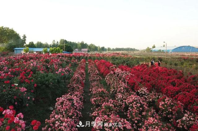 南陽(yáng)月季：唐河縣圓滿(mǎn)完成月季“三個(gè)一”工程建設任務(wù)(圖6)