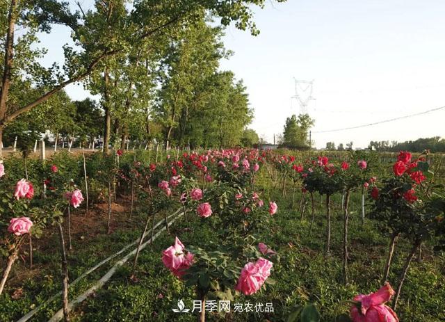南陽(yáng)月季：唐河縣圓滿(mǎn)完成月季“三個(gè)一”工程建設任務(wù)(圖4)