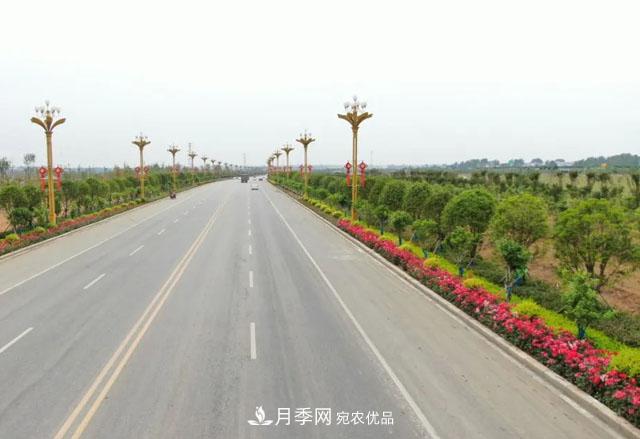 南陽(yáng)月季：唐河縣圓滿(mǎn)完成月季“三個(gè)一”工程建設任務(wù)(圖5)