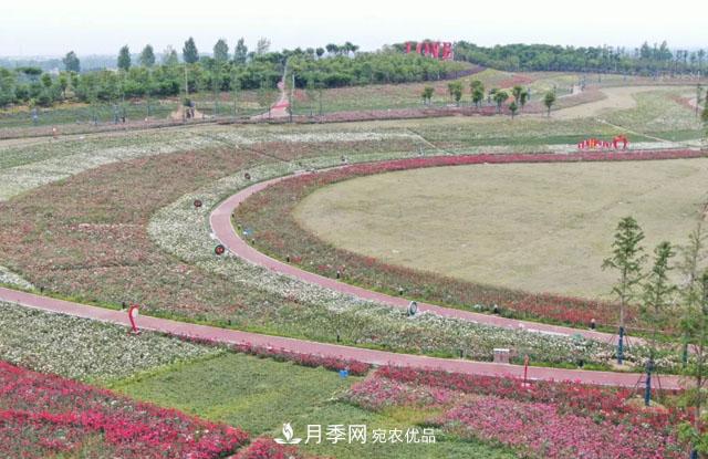 南陽(yáng)月季：唐河縣圓滿(mǎn)完成月季“三個(gè)一”工程建設任務(wù)(圖1)