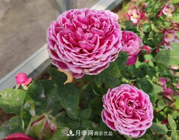 秋季無(wú)論地栽還是盆栽月季，一定要多施肥，明年才能花開(kāi)不停(圖1)