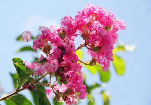 紫薇花木日常管理養護小妙招，型美葉綠花艷，誰(shuí)看都羨慕(圖1)