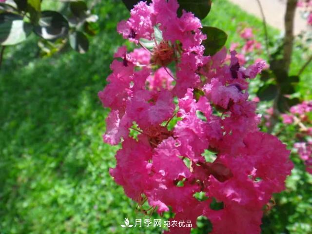 紫薇花木日常管理養護小妙招，型美葉綠花艷，誰(shuí)看都羨慕(圖2)