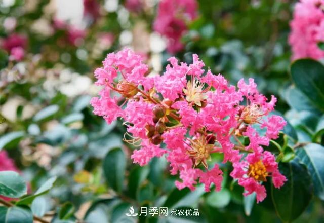 紫薇花木日常管理養護小妙招，型美葉綠花艷，誰(shuí)看都羨慕(圖3)