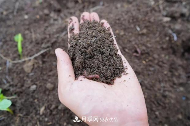 9月又到換盆時(shí)，盆里加點(diǎn)“特殊料”，怎么養都爆盆(圖4)